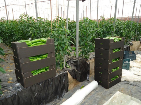 UGT FICA y CCOO protestan hoy en Almería por la falta de avances en el convenio del sector de manipulado hortofrutícola